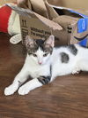 Dahlia's Mike KITTEN