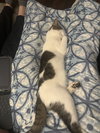 Dahlia's Mike KITTEN