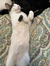 Dahlia's Mike KITTEN