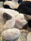 Dahlia's Mike KITTEN