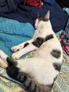 Dahlia's Mike KITTEN