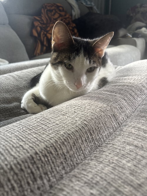 Dahlia's Mike KITTEN