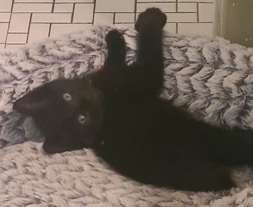 Rex KITTEN