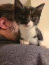 Eve KITTEN