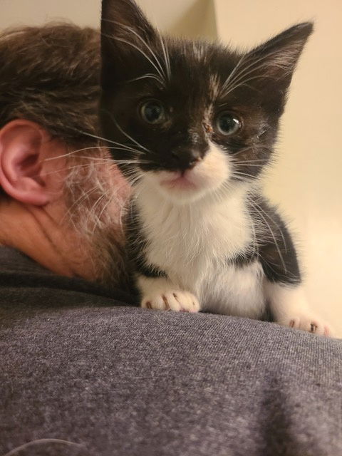 Eve KITTEN