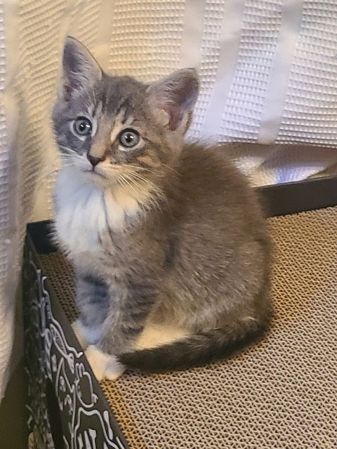 Rudy KITTEN