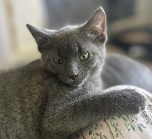 Cooper KITTEN