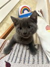 Cooper KITTEN