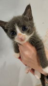 Heart's Valentina KITTEN