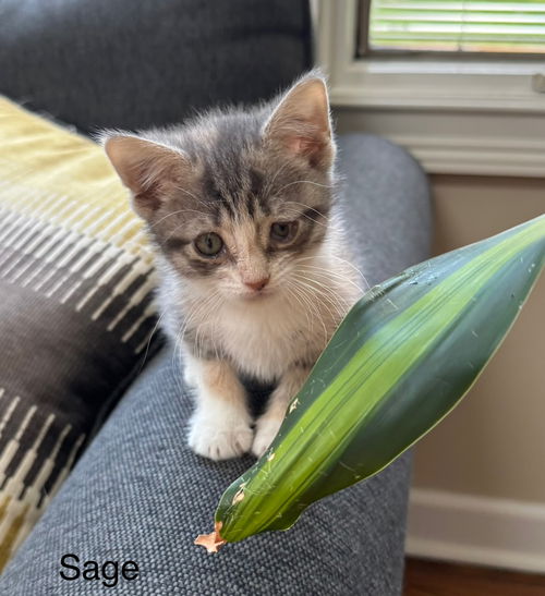 Olive's Sage KITTEN