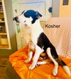 Kosher Lonestar