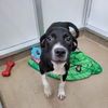 Boron GCH