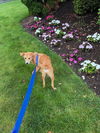 Boron GCH