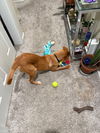 Boron GCH