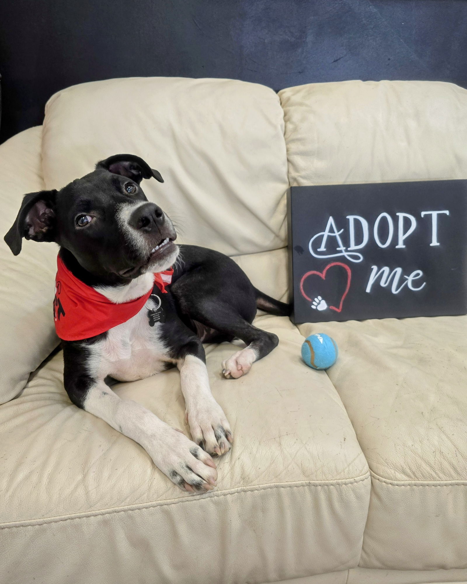 adoptable Dog in Rockaway, NJ named Toro GCH