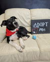 adoptable Dog in  named Toro GCH
