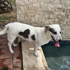 Lemon GCH