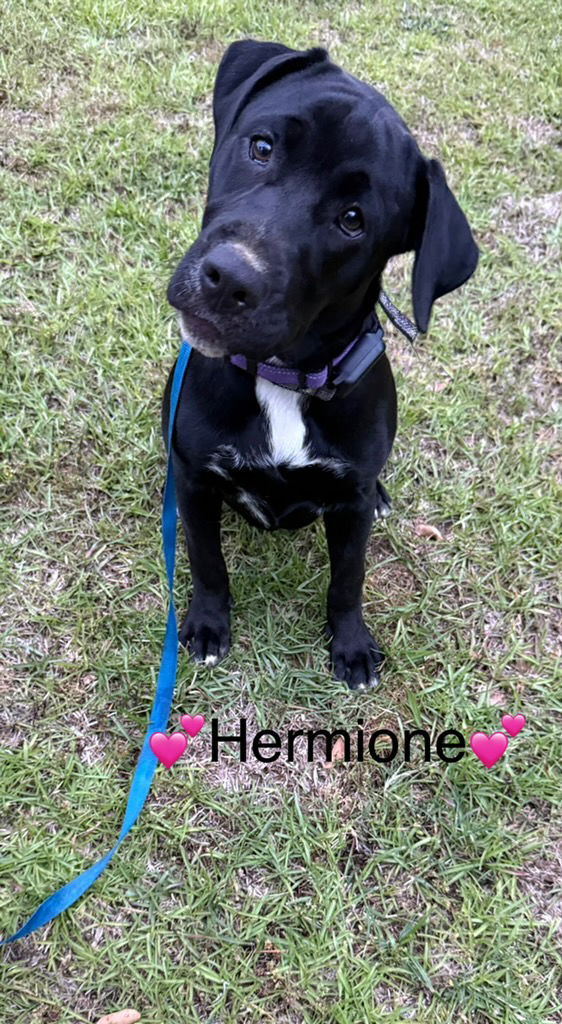 adoptable Dog in Rockaway, NJ named Hermione Dixon