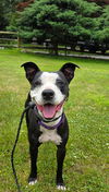 adoptable Dog in  named Minnie SCAS