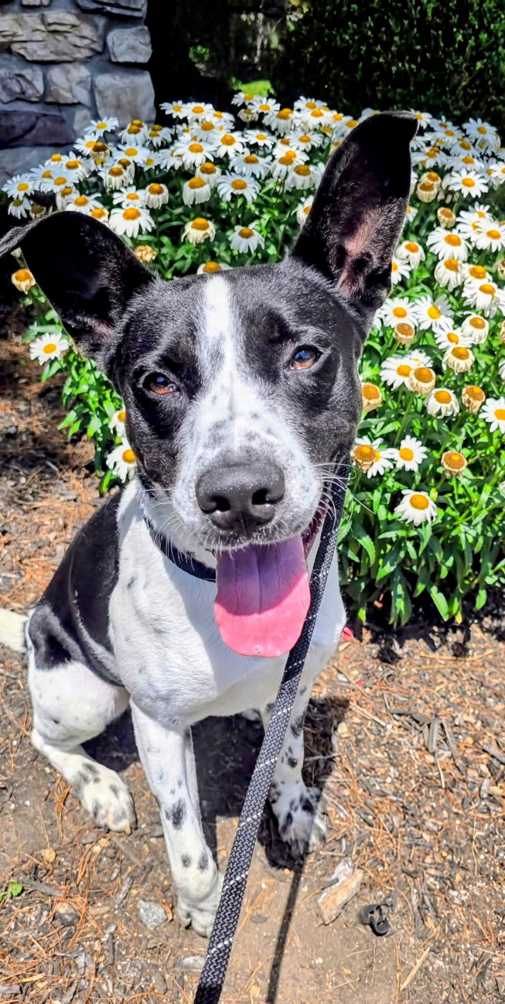 adoptable Dog in Rockaway, NJ named Grady SCAS