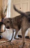 Fiona Louisiana