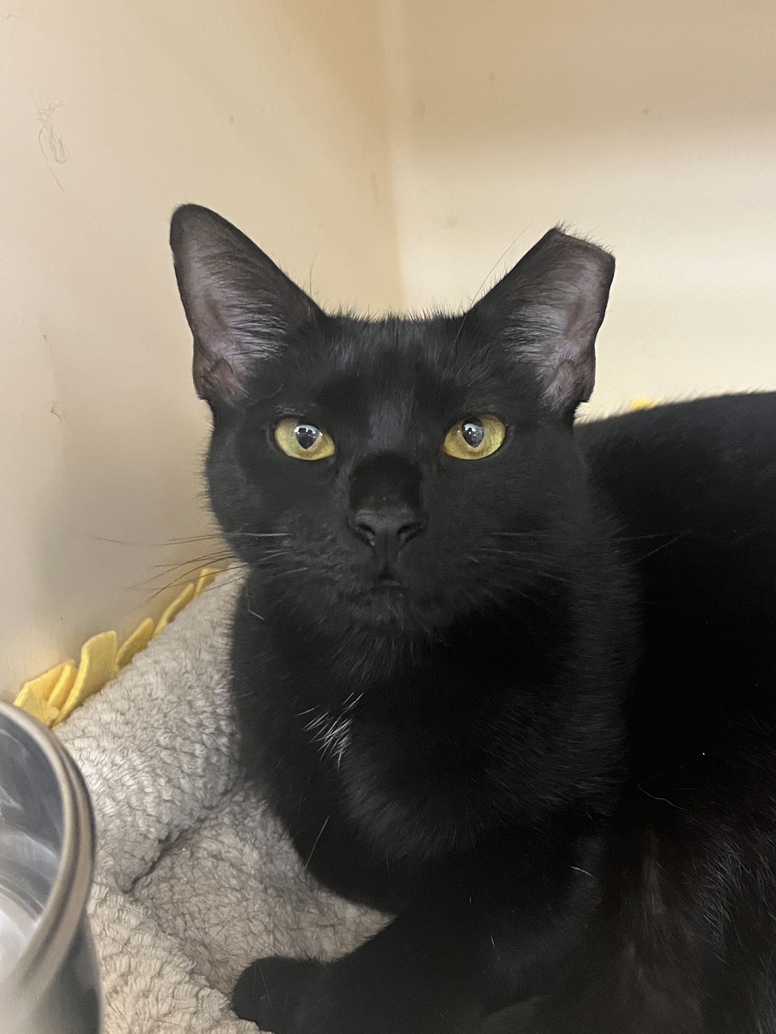 adoptable Cat in Rockaway, NJ named Rose RM
