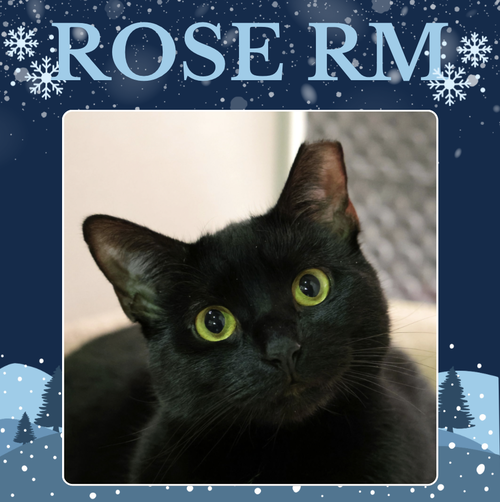 Rose RM
