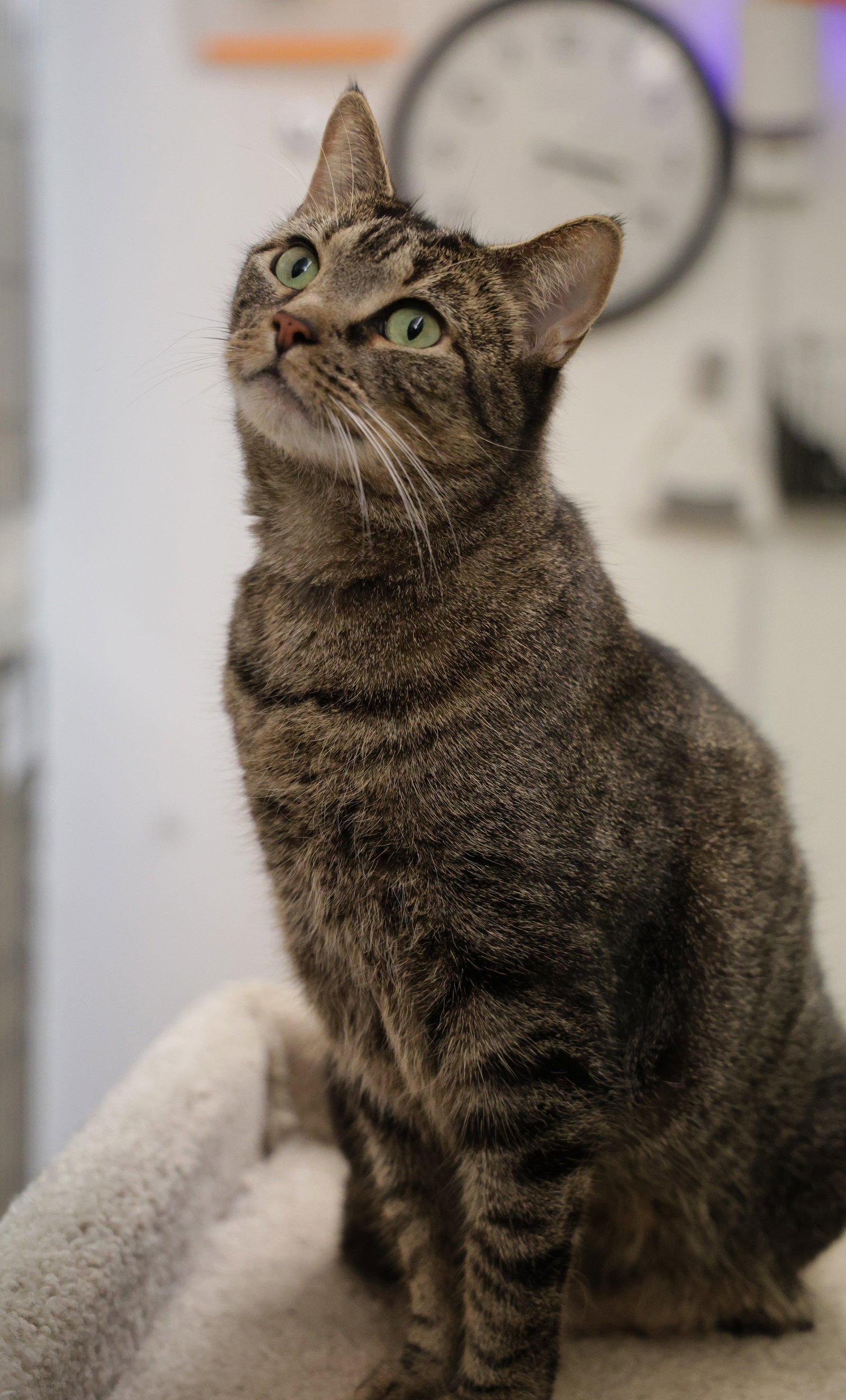 Kitty Kat RM Image