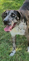 adoptable Dog in  named Rook Lonestar