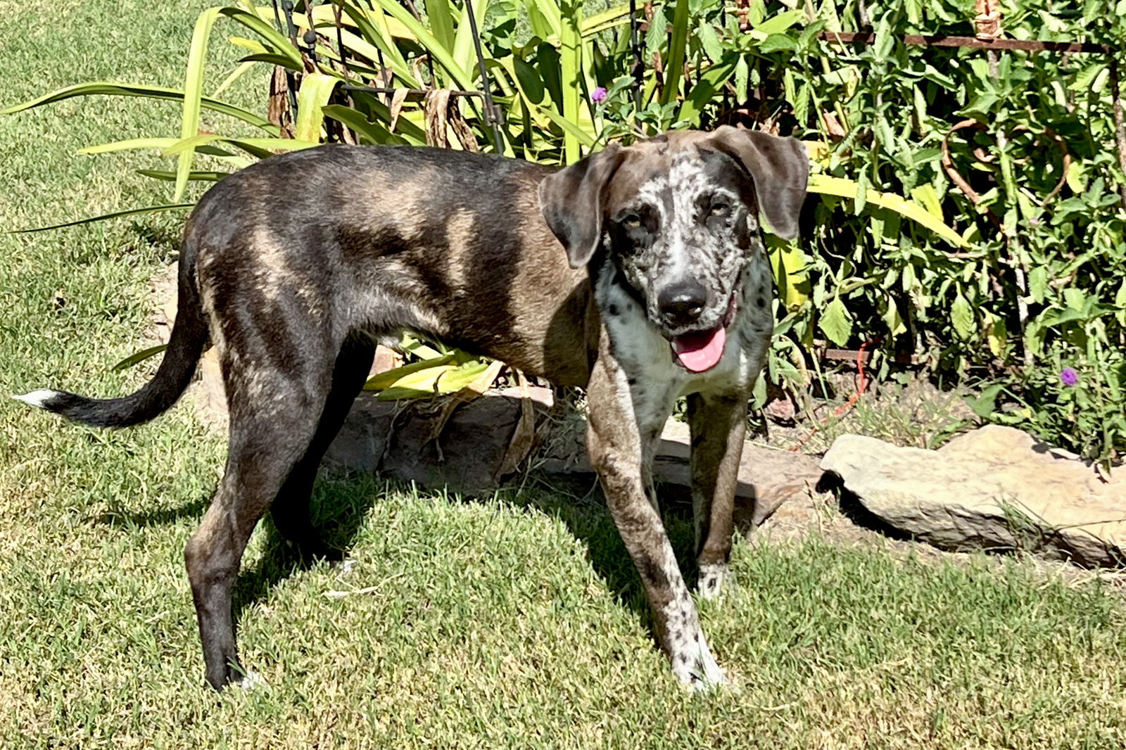 adoptable Dog in Rockaway, NJ named Rook Lonestar