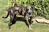 adoptable Dog in  named Rook Lonestar