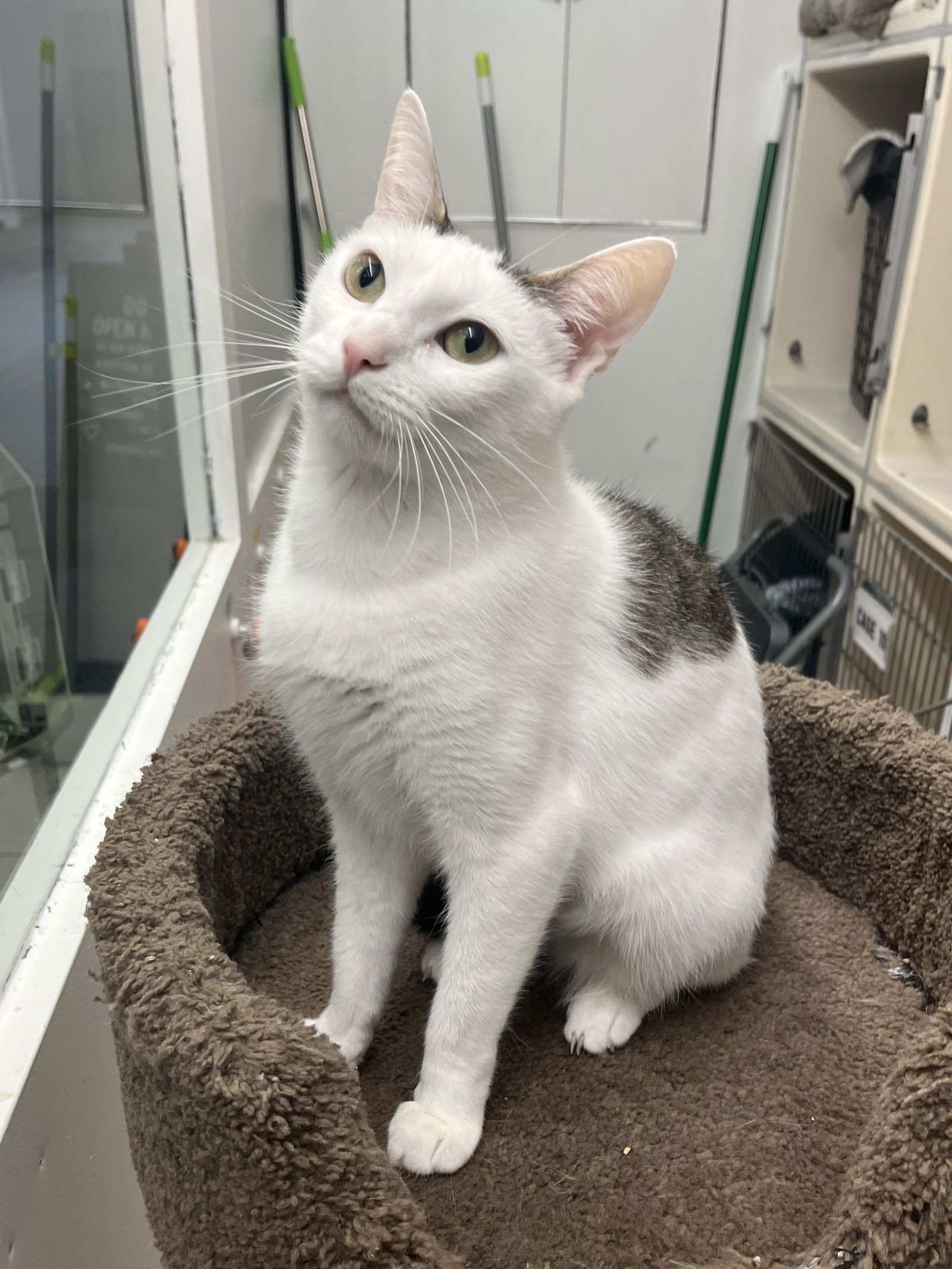 adoptable Cat in Rockaway, NJ named Daffodil RM