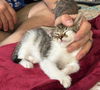 Daffodil's Hawke KITTEN