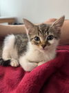 Daffodil's Hawke KITTEN