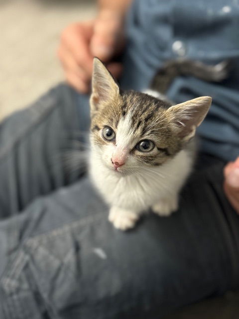 Daffodil's Fig KITTEN