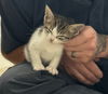 Daffodil's Fig KITTEN