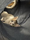 Daffodil's Fig KITTEN