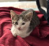 Daffodil's Cashew KITTEN