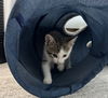 Daffodil's Cashew KITTEN