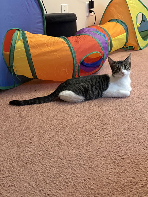 Darla