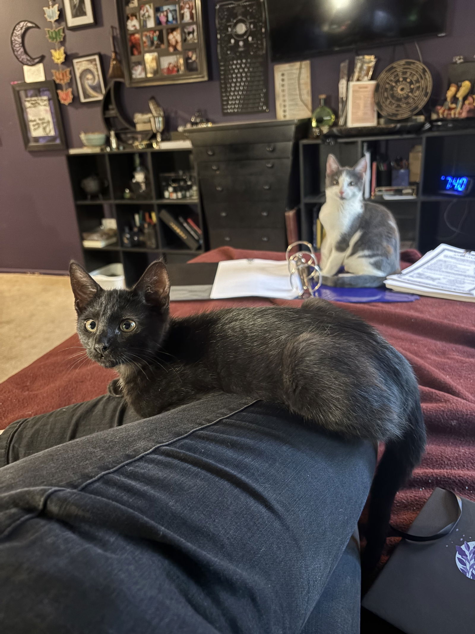 adoptable Cat in Rockaway, NJ named Darla's Ludo KITTEN