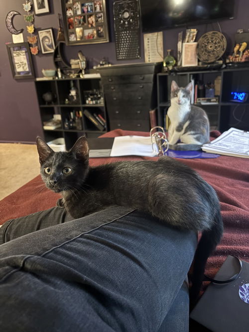 Darla's Ludo KITTEN
