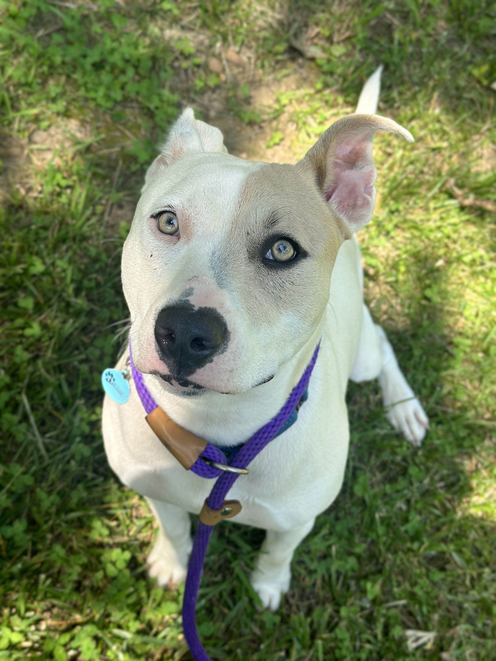 adoptable Dog in Rockaway, NJ named Boe Dixon