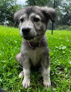 Tillie Lonestar