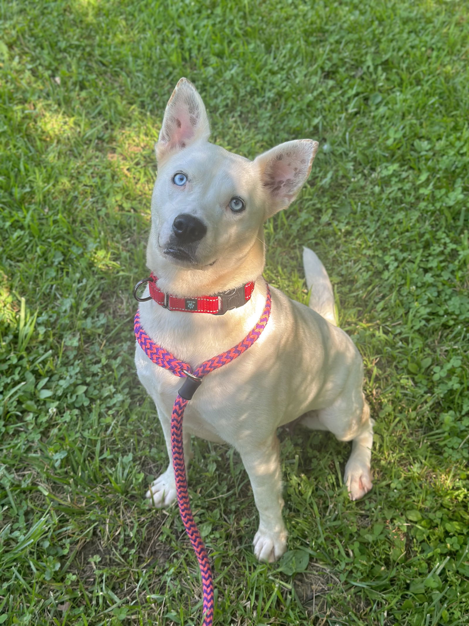 adoptable Dog in Rockaway, NJ named Whitnee GCH