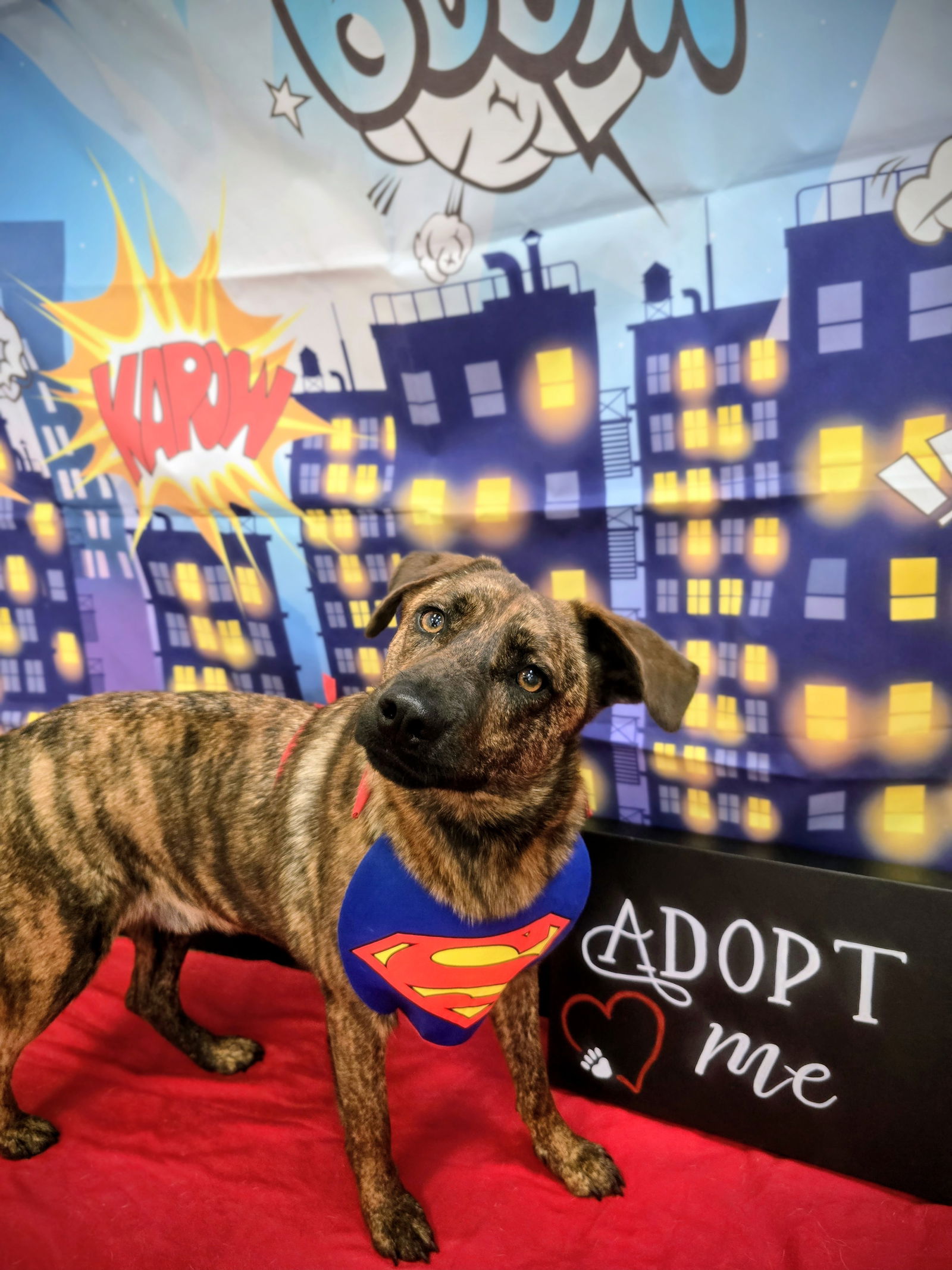 adoptable Dog in Rockaway, NJ named Justice Lonestar