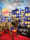 adoptable Dog in Rockaway, NJ named Justice Lonestar