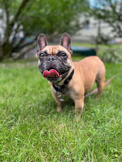 adoptable Dog in Rockaway, NJ named Camila NJ