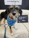 adoptable Dog in , NJ named Holly Albania