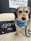 adoptable Dog in  named Dolly Albania
